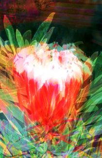 Flower's wild Phantasy by Juergen Seidt