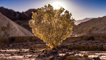 Desert Holly by fakk