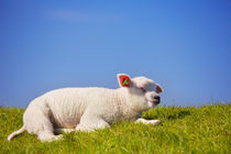 Texel lamb on the island of Texel, The Netherlands by Sara Winter