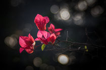 Sunlit Flowers by Minhajul Haque