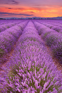 Sunrise over blooming fields of lavender in the Provence, France von Sara Winter