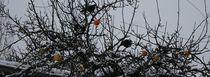 Winterüberraschung im Apfelbaum von Simone Marsig