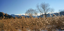 Winter reed by Thomas Matzl