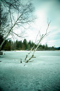 Birch in ice by Thomas Matzl