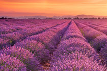 Sunrise over blooming fields of lavender in the Provence, France by Sara Winter