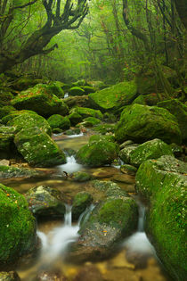'River along Shiratani Unsuikyo rainforest trail on Yakushima Island, Japan' by Sara Winter
