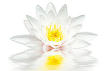 Lotus in water by nilaya