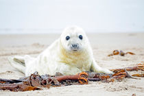 Baby seal at the beach by nilaya