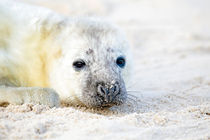 Baby seal at the beach by nilaya