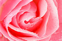 Pink rose with water drops von nilaya