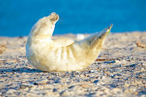 Playful baby seal on the beach by nilaya