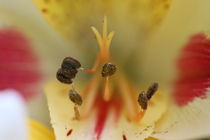 Pollen in Freesie von Simone Marsig