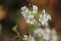 Kleine weiße Blüten sich starr nach Oben heben. von Simone Marsig