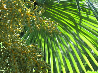 Palmwedel-fruechte