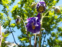 Violet flowers by esperanto