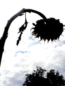 Sonnenblume Fotografie by Johanna Löffler