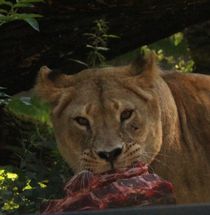 Löwe in der Fütterungszeit von Simone Marsig