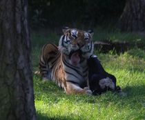 Tiger in der Fütterungszeit by Simone Marsig