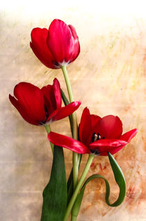 rote Tulpen by Silke Günther