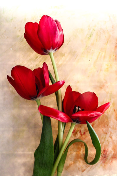Tulpe-leuchttisch-66