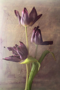 3 Tulpen by Silke Günther