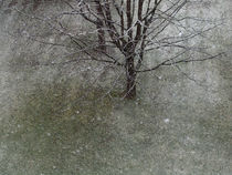 Winterzauber, Schneeflocken, Baum, magic winter, snowflakes,landscape, tree von Dagmar Laimgruber