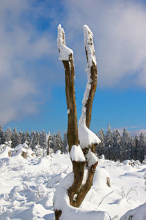 Gebrochener Baum im Winter von Bernhard Kaiser