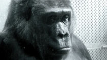 Gorilla by bernadettek