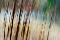 blurred reed by Thomas Matzl