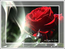 Digital Rose im Licht von bilddesign-by-gitta