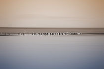 Saltonsee by Bastian  Kienitz