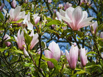 Magnolias in Spring von Colin Metcalf