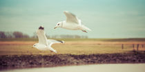 SEAGULLS FLYING HOME by urs-foto-art