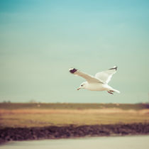 FLYING SEAGULL by urs-foto-art