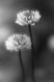 Clover flowers by Alexander Kurlovich