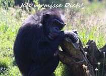 Schimpanse "Ich vermisse Dich" von Simone Marsig