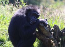 Schimpanse ganz traurig von Simone Marsig