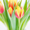 Tulpen-artflakes-6000x4000-1-von-1