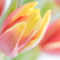Tulpen-2-artflakes-6000x4000-1-von-1