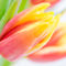 Tulpen-3-artflakes-6000x4000-1-von-1