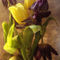 Tulpe-leuchttisch-62-10x15-5