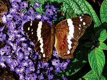 Black Butterfly on Heliotrope by Susan Savad