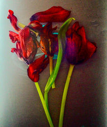 Tulpen by Silke Günther