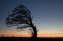 Half a tree on Raddon Top von Pete Hemington