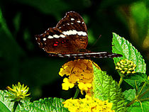 Black Butterfly on Yellow Lantana von Susan Savad