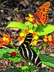Monarch Butterfly and Zebra Butterfly by Susan Savad