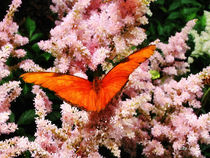 Julia Butterfly on Pink Flowers von Susan Savad