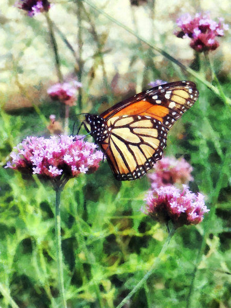 7500-monarchbutterflyonpinklantana