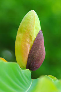 Magnolia obovata by Bernhard Kaiser