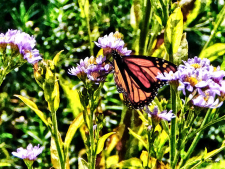 Signew-monarchbutterflyonpurplewildflower
